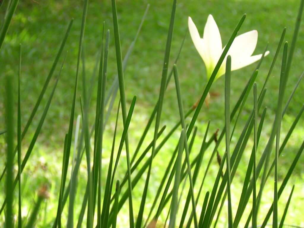 Importance of Environment and Built Environment